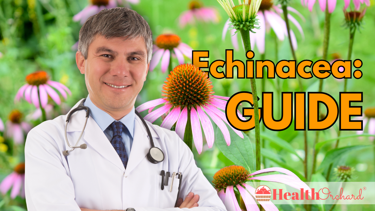 Echinacea Guide