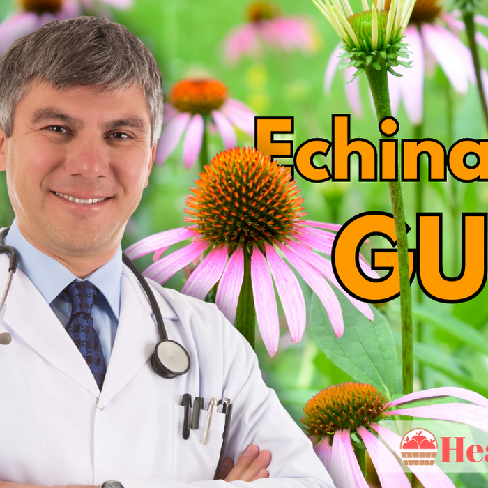 Echinacea Guide