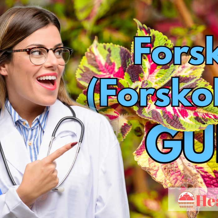 Forskolin (Forskohlii) Guide